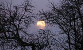 Mondlicht im Zentrum – Nachts unterwegs in der Erlebnisausstellung „Wildnis(t)räume“ im Nationalpark Eifel