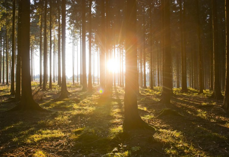 Mehr über den Artikel erfahren Natur-Magazin stellt wilde Sehenswürdigkeiten vor