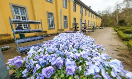 Stadt Düsseldorf bringt Frühlingsblumen in die Parks und Grünanlagen