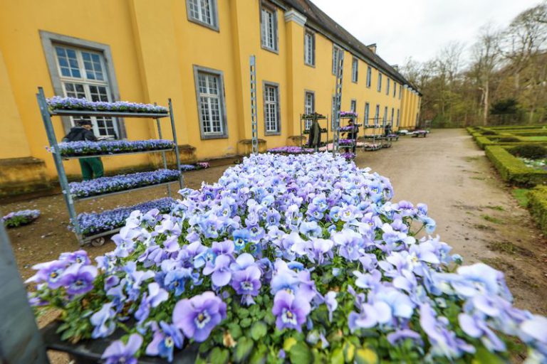 Read more about the article Stadt Düsseldorf bringt Frühlingsblumen in die Parks und Grünanlagen