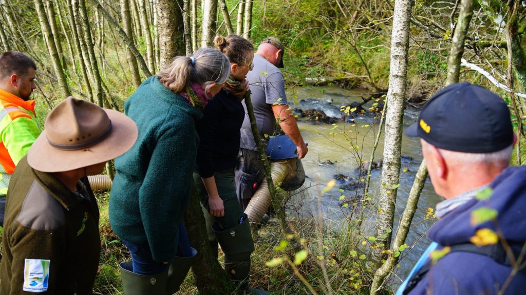 Neue Chancen für die Flussperlmuschel im Nationalpark Eifel