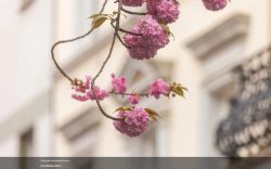 Mehr über den Artikel erfahren Führungen durch die Bonner Kirschblüte