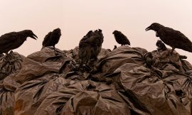 „Für die Vögel“ – Ausstellung im Museum für Gegenwartskunst Siegen