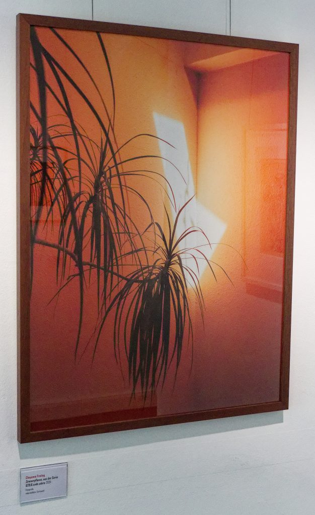 O Ihr Menschen, Ausstellung im Museum Haus Opherdicke, Pflanzen - Foto: Helmut Sonnenhol