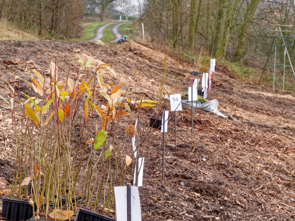 LWL-Klinik Hemer. LWL-Azubis pflanzen 750 Setzlinge für den Umweltschutz - Foto: Helmut Sonnenhol
