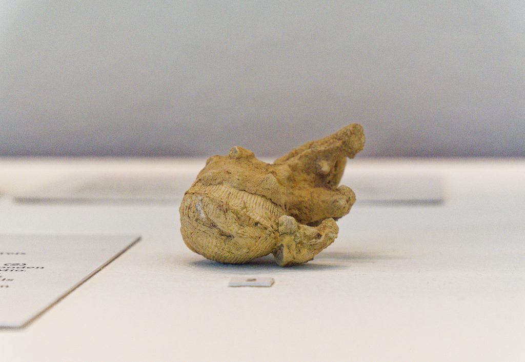 Archäologie im Rheinland 2025. Wanderausstellung im LVR-Landesmuseum Bonn.