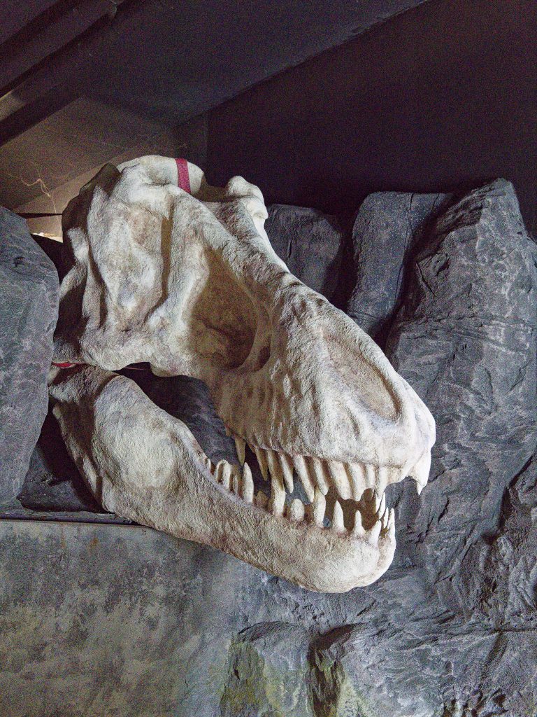 DinoXperience – Expedition Urzeit - Neue Erlebniswelt schickt Besucher in Königswinter 67 Millionen Jahre in die Vergangenheit.