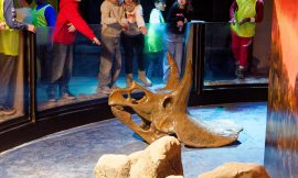 DinoXperience – Expedition Urzeit