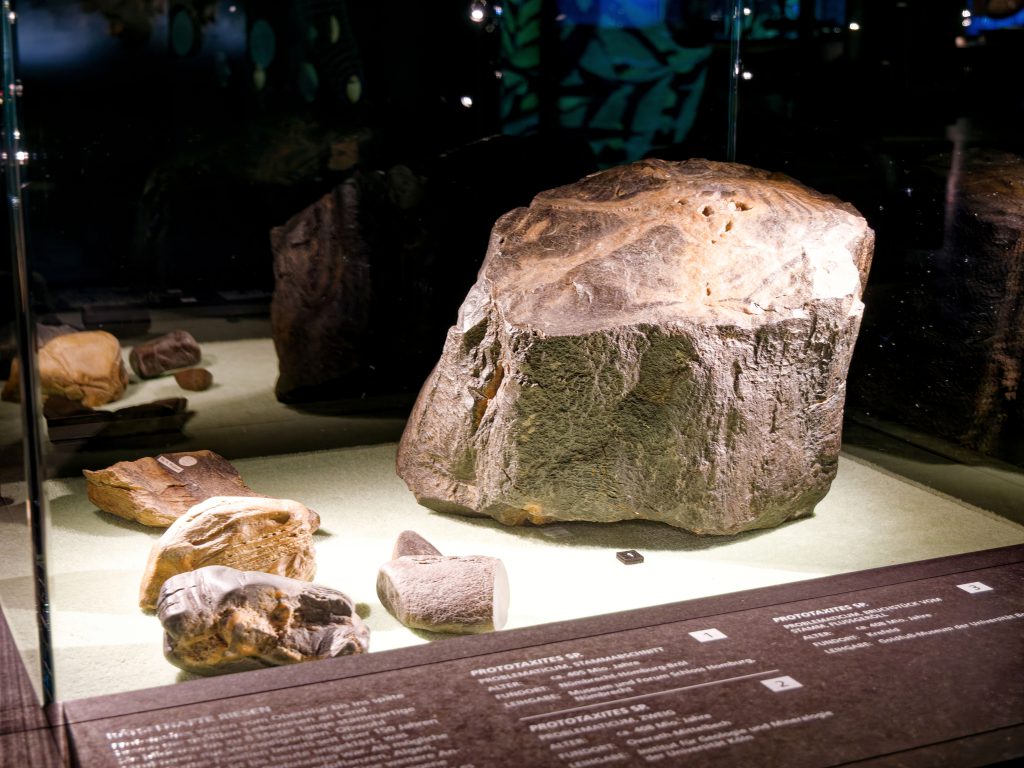 überLeben zwischen Dinos und Schuppenbäumen - Paläontologische Landesausstellung LWL-Museum für Naturkunde