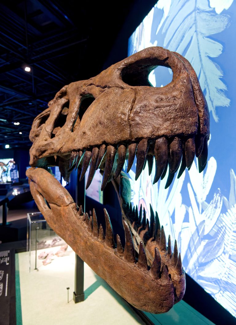 Mehr über den Artikel erfahren „überLeben zwischen Dinos und Schuppenbäumen“