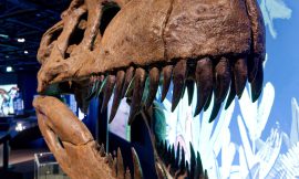 „überLeben zwischen Dinos und Schuppenbäumen“
