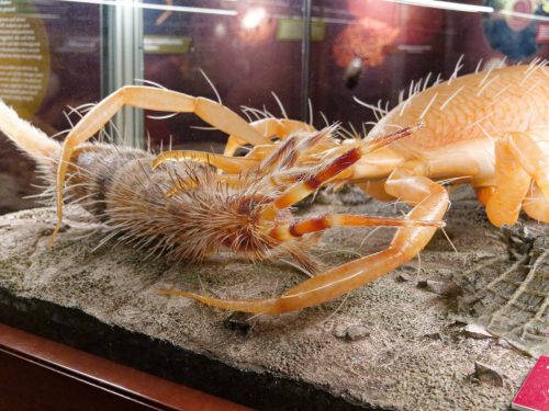 Naturmuseum Dortmund - Sonderausstellung Die dünne Haut der Erde - Unsere Böden