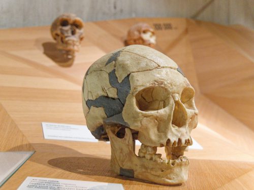Neue Audiospur von und mit Ralph Caspers. Neuer Audioguide im Neanderthal Museum