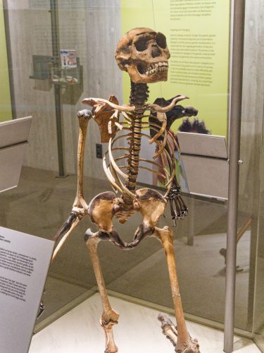 Neue Audiospur von und mit Ralph Caspers. Neuer Audioguide im Neanderthal Museum