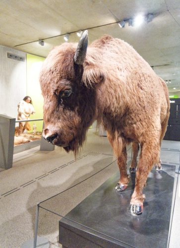 Neue Audiospur von und mit Ralph Caspers. Neuer Audioguide im Neanderthal Museum