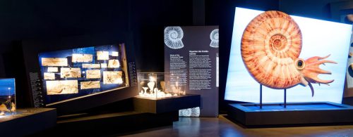 überLeben zwischen Dinos und Schuppenbäumen - LWL Museum für Naturkunde