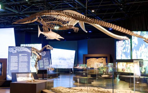 überLeben zwischen Dinos und Schuppenbäumen - LWL Museum für Naturkunde