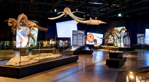 überLeben zwischen Dinos und Schuppenbäumen - LWL Museum für Naturkunde