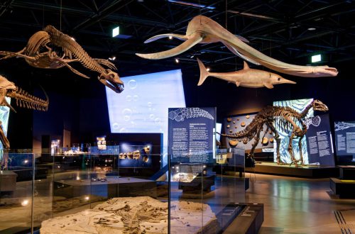 überLeben zwischen Dinos und Schuppenbäumen - LWL Museum für Naturkunde