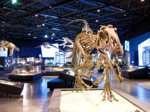 überLeben zwischen Dinos und Schuppenbäumen - LWL Museum für Naturkunde