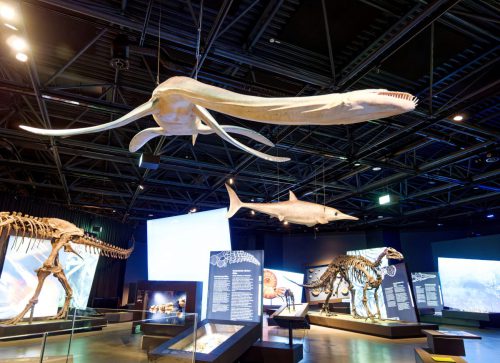 überLeben zwischen Dinos und Schuppenbäumen - LWL Museum für Naturkunde