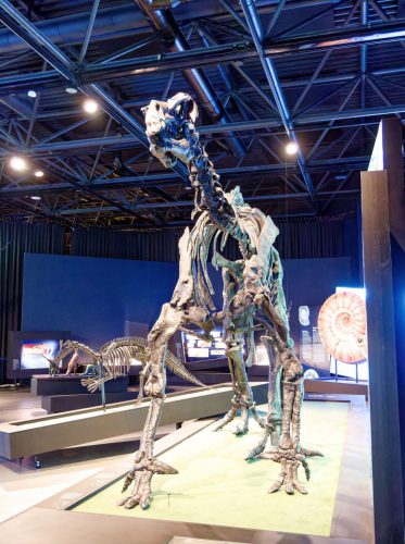 überLeben zwischen Dinos und Schuppenbäumen - LWL Museum für Naturkunde