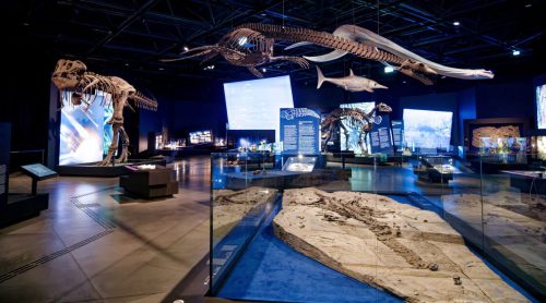 überLeben zwischen Dinos und Schuppenbäumen - LWL Museum für Naturkunde