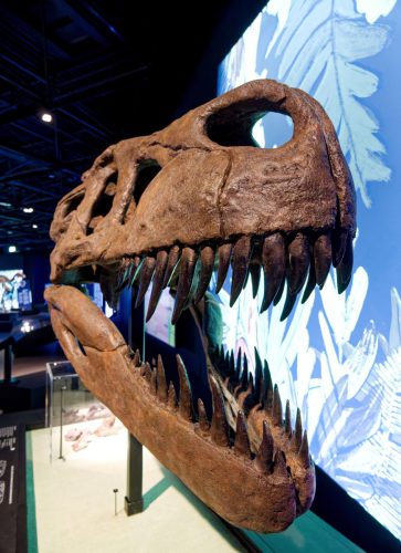 überLeben zwischen Dinos und Schuppenbäumen - LWL Museum für Naturkunde