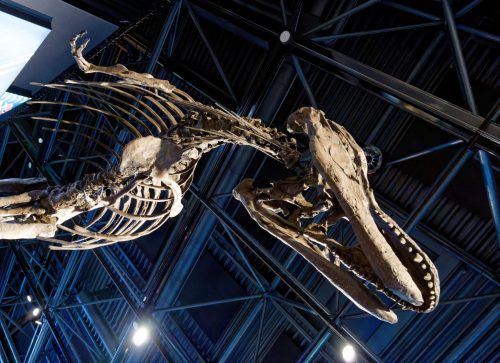 überLeben zwischen Dinos und Schuppenbäumen - LWL Museum für Naturkunde