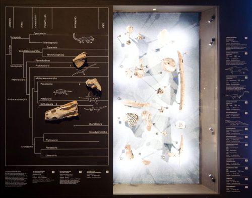 überLeben zwischen Dinos und Schuppenbäumen - LWL Museum für Naturkunde