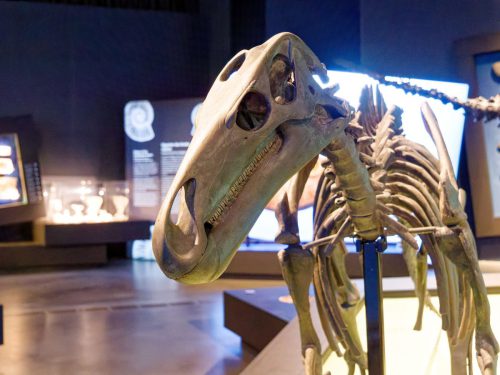 überLeben zwischen Dinos und Schuppenbäumen - LWL Museum für Naturkunde