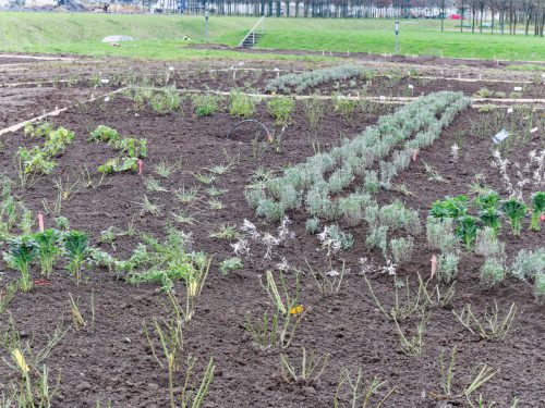 IGA 2027. Rheinpark Duisburg. Erste Rose wurde gepflanzt. Rosenkönigin Theresa Hildebrandt.