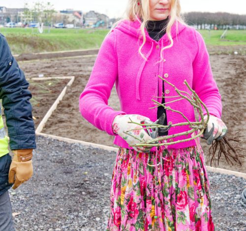 IGA 2027. Rheinpark Duisburg. Erste Rose wurde gepflanzt. Rosenkönigin Theresa Hildebrandt.