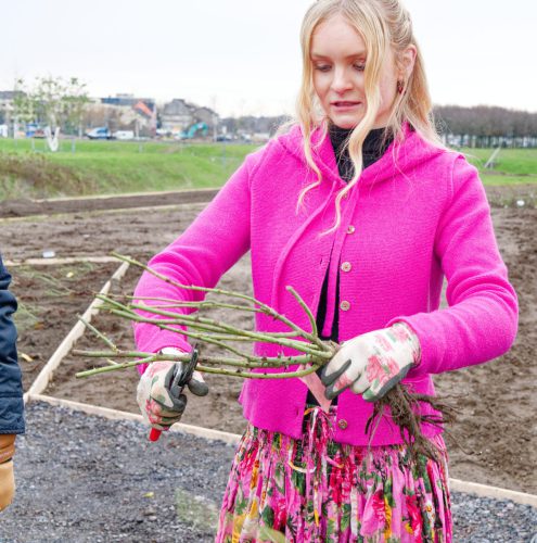 IGA 2027. Rheinpark Duisburg. Erste Rose wurde gepflanzt. Rosenkönigin Theresa Hildebrandt.