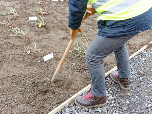 IGA 2027. Rheinpark Duisburg. Erste Rose wurde gepflanzt. Rosenkönigin Theresa Hildebrandt.