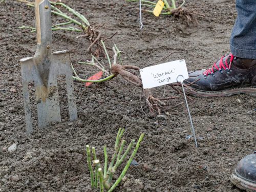 IGA 2027. Rheinpark Duisburg. Erste Rose wurde gepflanzt. Rosenkönigin Theresa Hildebrandt.
