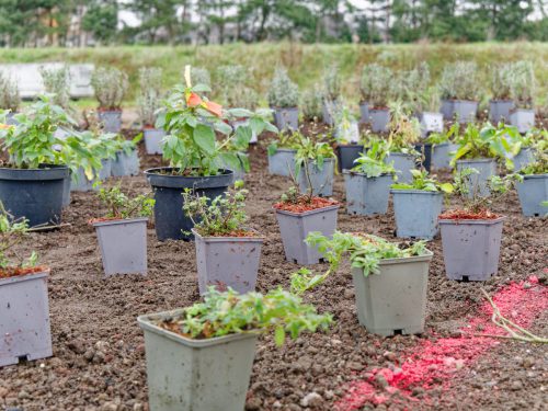 IGA 2027. Rheinpark Duisburg. Erste Rose wurde gepflanzt. Rosenkönigin Theresa Hildebrandt.