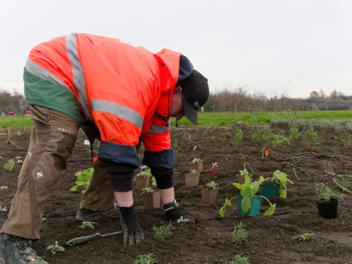 IGA 2027. Rheinpark Duisburg. Erste Rose wurde gepflanzt. Rosenkönigin Theresa Hildebrandt.