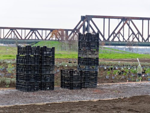 IGA 2027. Rheinpark Duisburg. Erste Rose wurde gepflanzt. Rosenkönigin Theresa Hildebrandt.