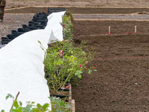 IGA 2027. Rheinpark Duisburg. Erste Rose wurde gepflanzt. Rosenkönigin Theresa Hildebrandt.