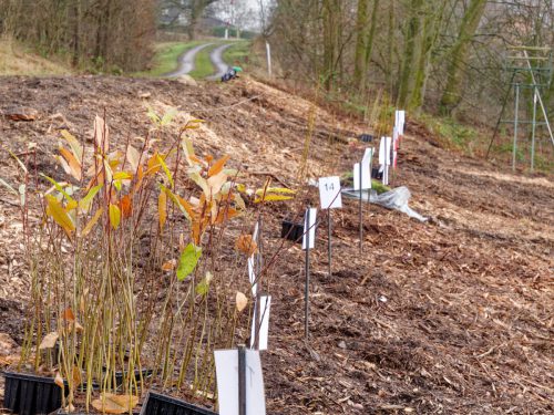 LWL-Klinik Hemer. Pflanzaktion Azubi-Bäume.