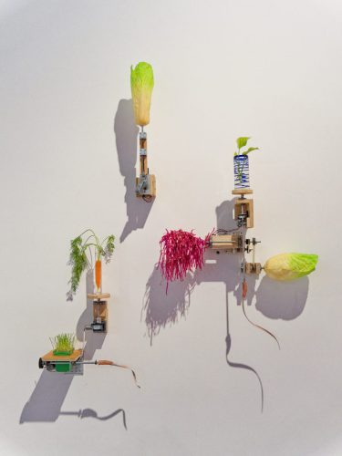 Lehmbruck Museum, Mika Rottenberg. Queer Ecology