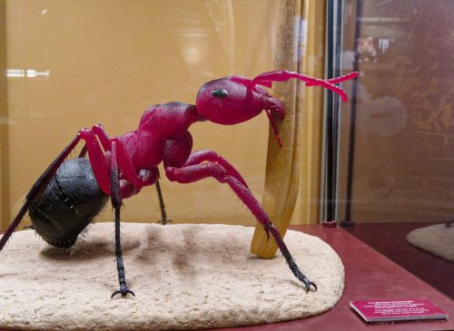 Naturmuseum Dortmund - Sonderausstellung Die dünne Haut der Erde - Unsere Böden