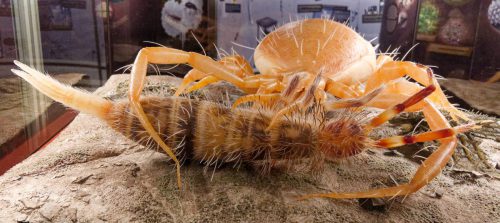 Naturmuseum Dortmund - Sonderausstellung Die dünne Haut der Erde - Unsere Böden