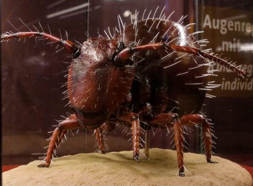 Naturmuseum Dortmund - Sonderausstellung Die dünne Haut der Erde - Unsere Böden
