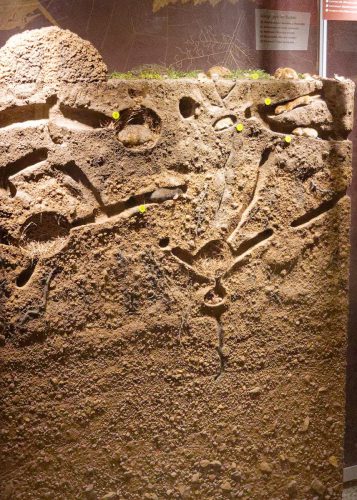 Naturmuseum Dortmund - Sonderausstellung Die dünne Haut der Erde - Unsere Böden