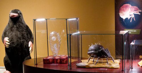 Naturmuseum Dortmund - Sonderausstellung Die dünne Haut der Erde - Unsere Böden